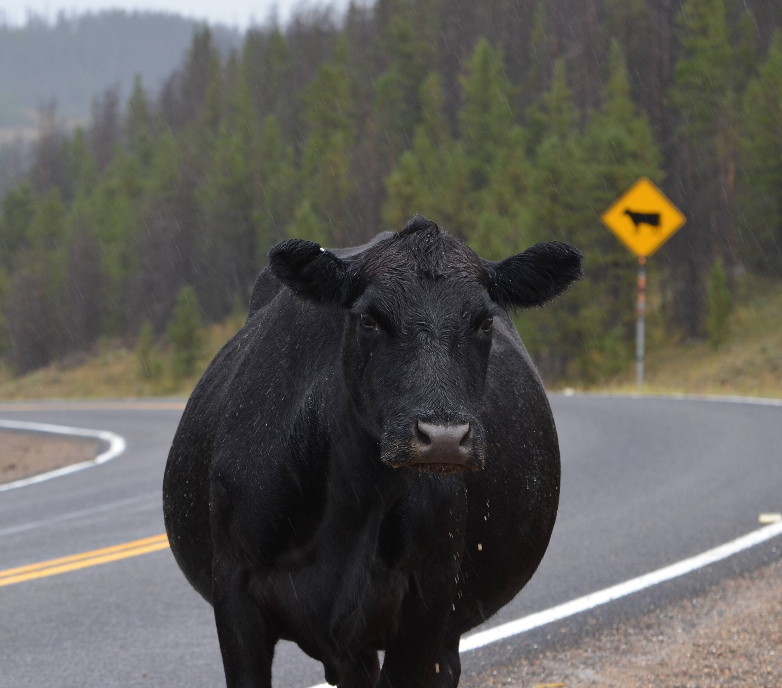 Free range steer stands along Colorado roadway.