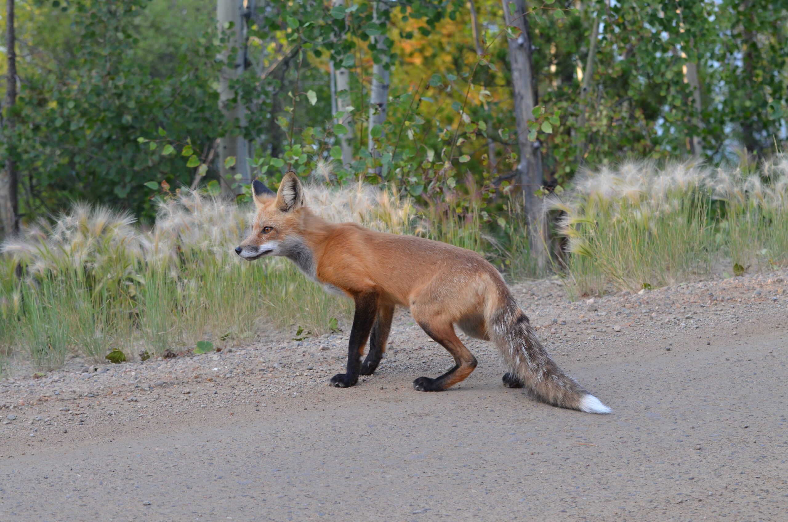 Red fox stands on roadside.
