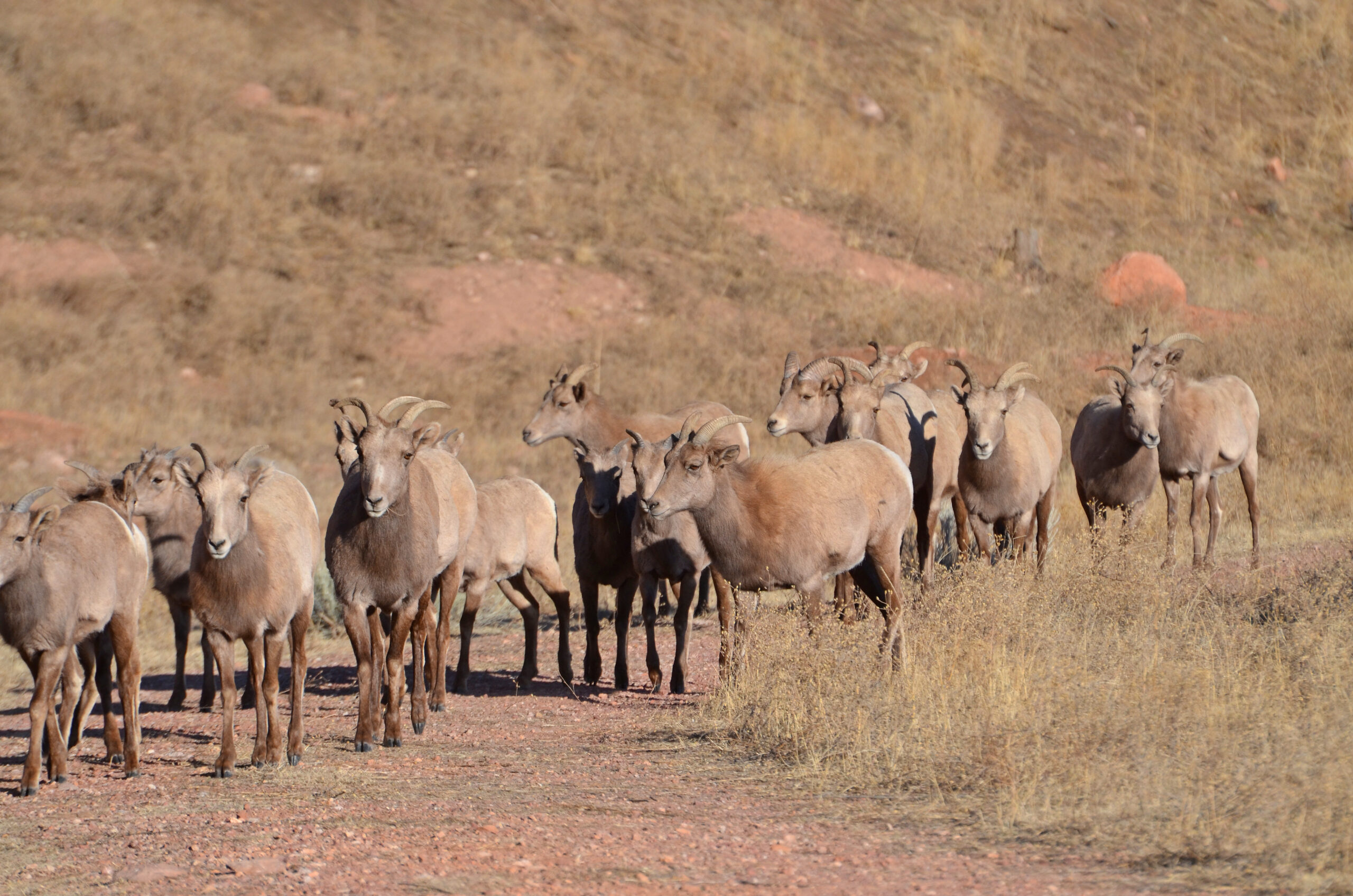 Rampart Bighorn Sheep Herd , Colorado Springs, 2018