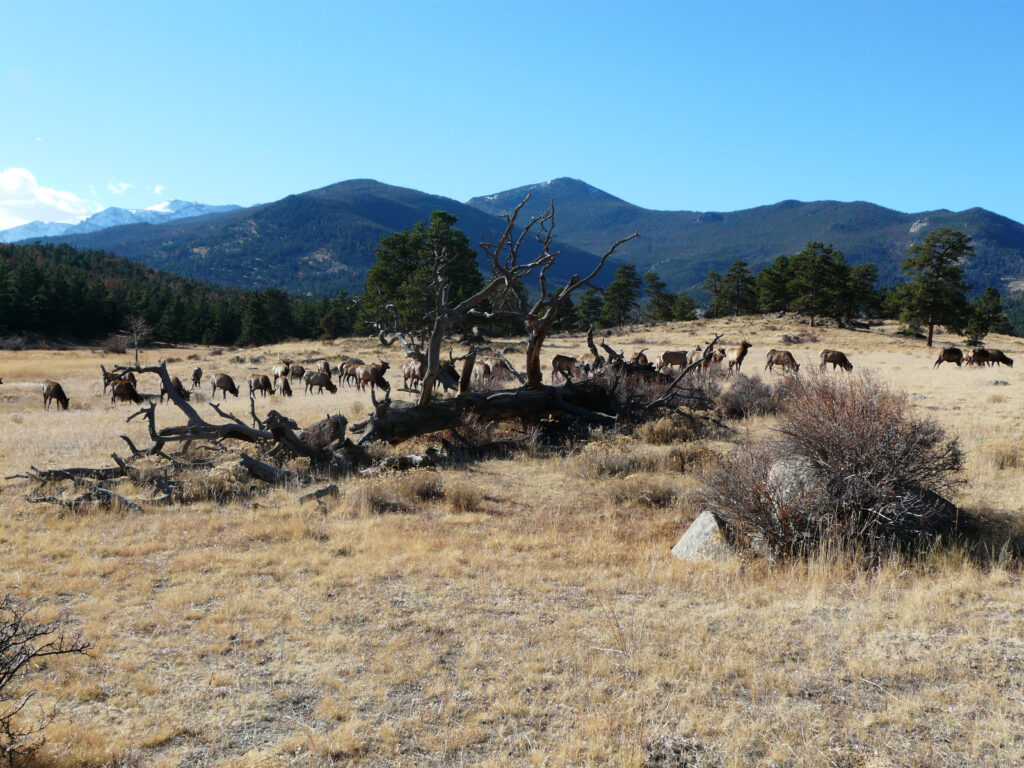 An elk herd grazes on Colorado public lands.