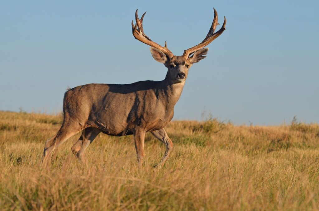 Buck deer stands in tall grass on Colorado public land.